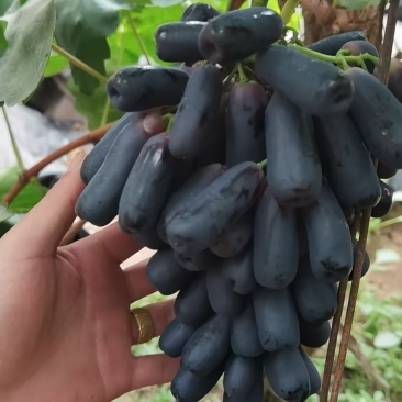 蓝宝石甘肃酒泉金塔产地直销