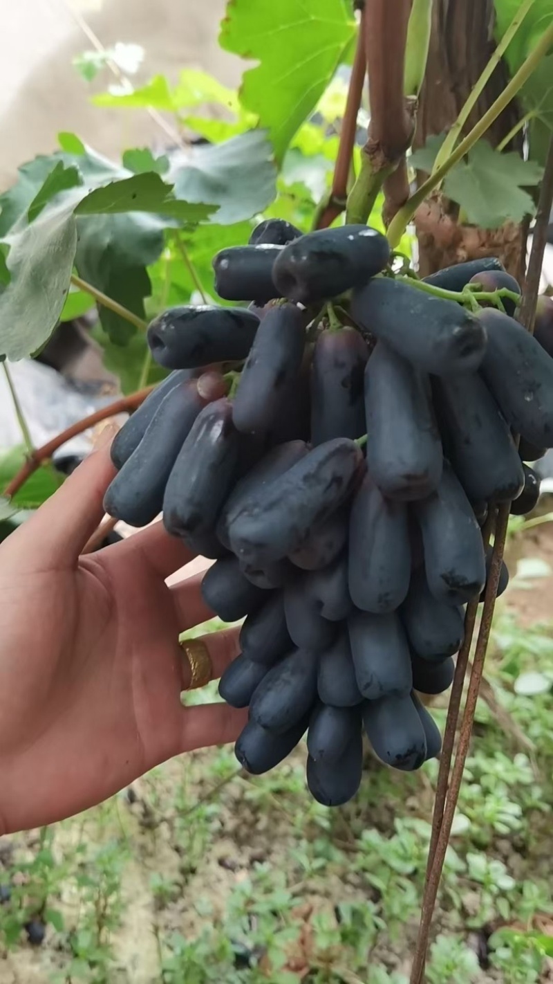 蓝宝石甘肃酒泉金塔产地直销