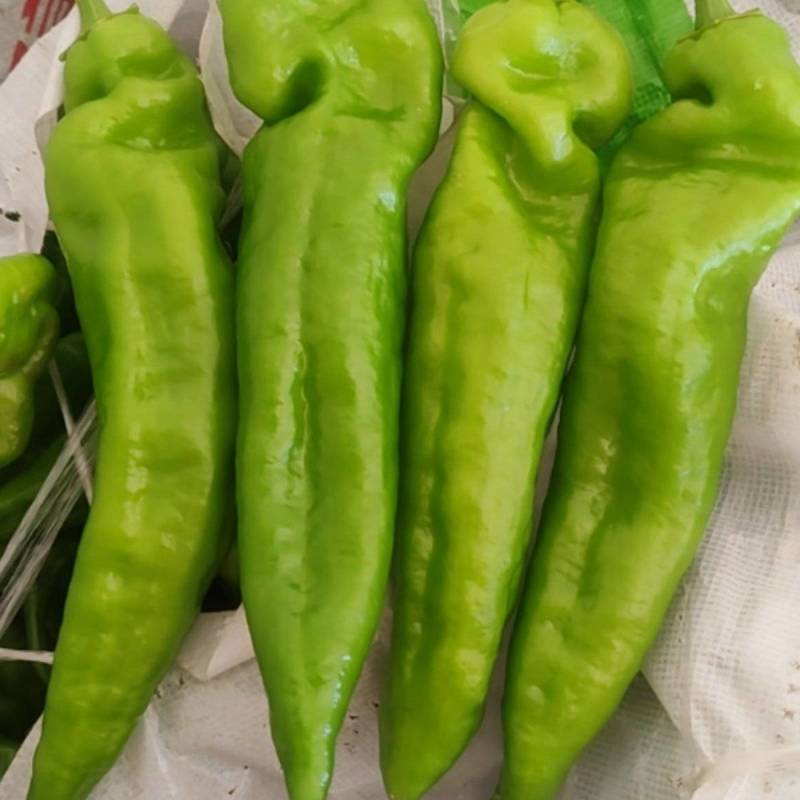 薄皮椒