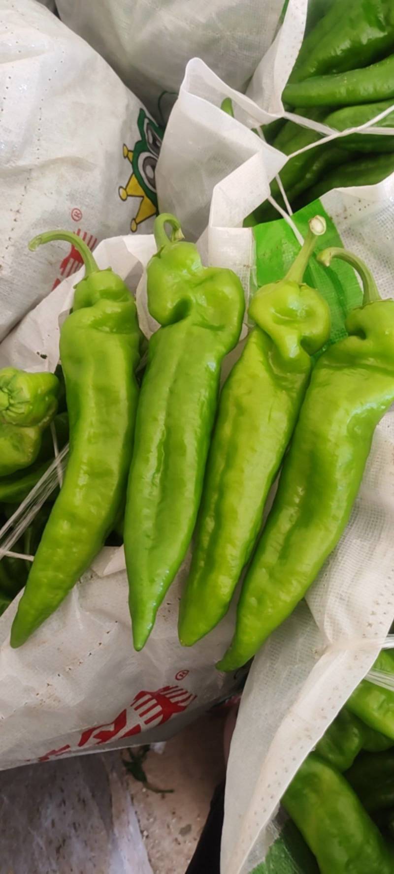 薄皮椒