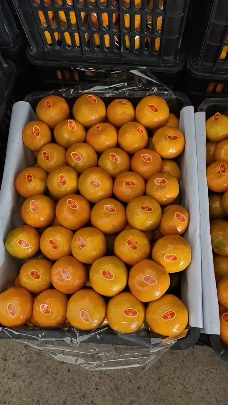 湖北高山蜜橘产地大量上市品质好一手货源充足