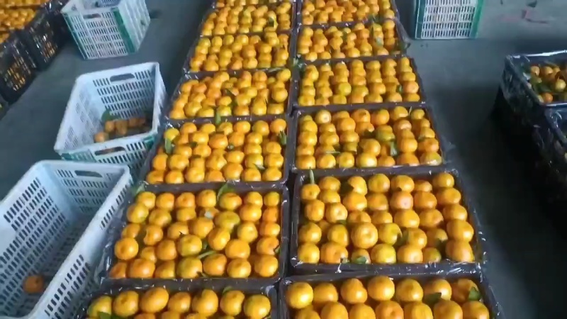 湖北高山蜜橘产地大量上市品质好一手货源充足
