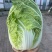 精品东北大白菜黄心菜质量好价格合理