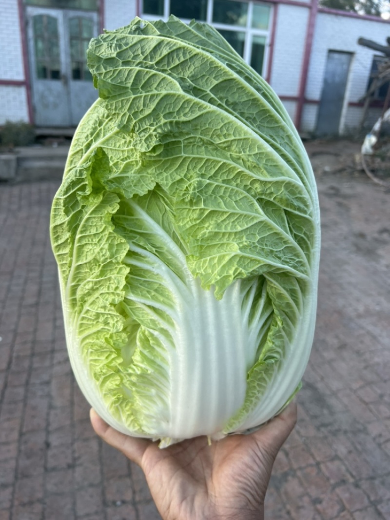 精品东北大白菜黄心菜质量好价格合理