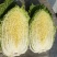 精品东北大白菜黄心菜质量好价格合理