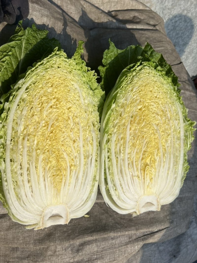 精品东北大白菜黄心菜质量好价格合理