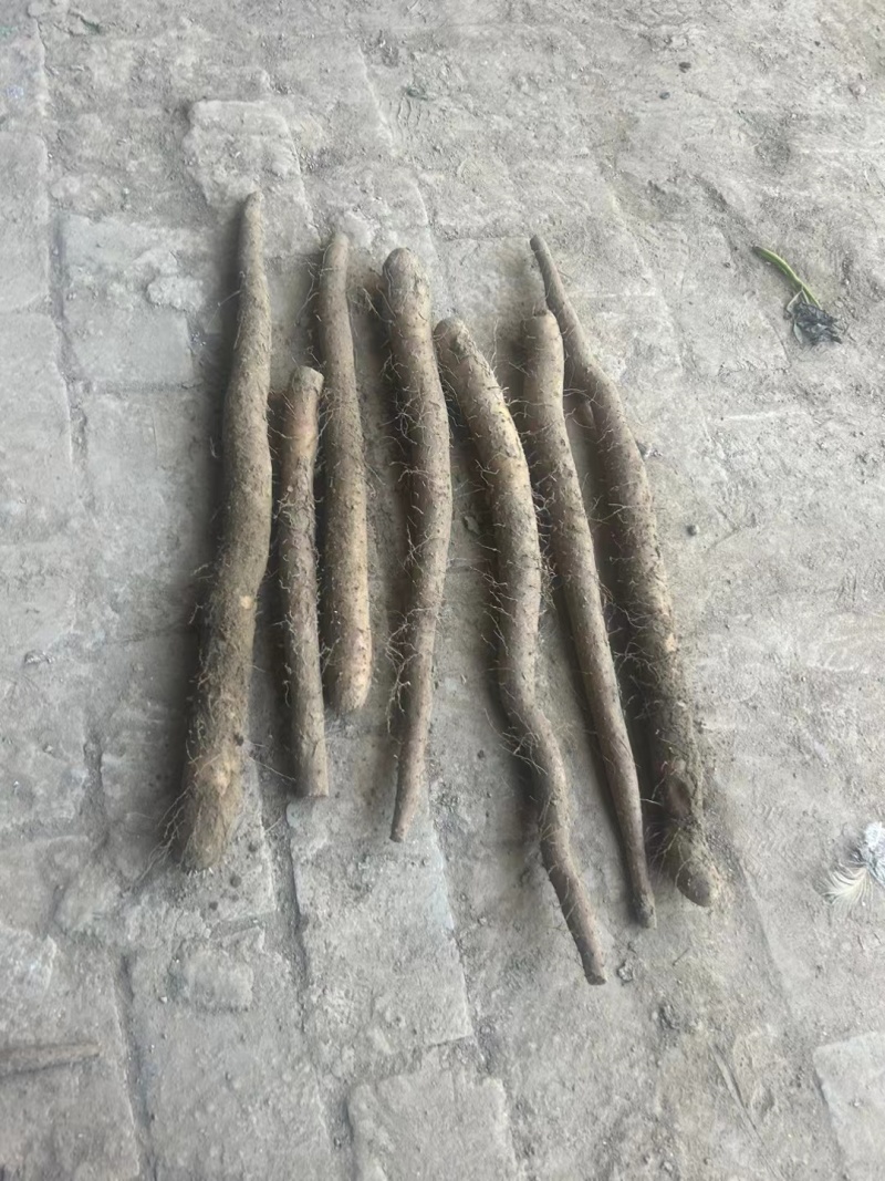 保定河北麻山药，紫药**电商平台！大型超市！