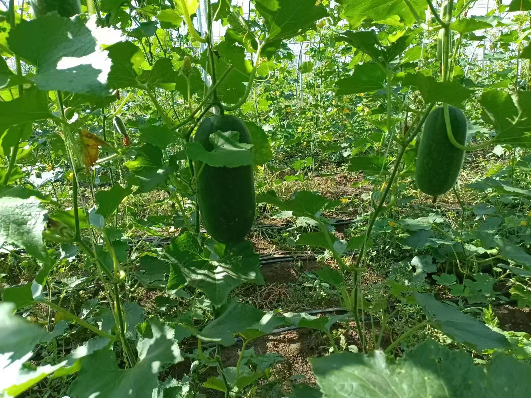 冬瓜蔓枯病典型症状展示:茎部出现褐色病斑,伴有胶质物渗出 冬瓜蔓枯病症状