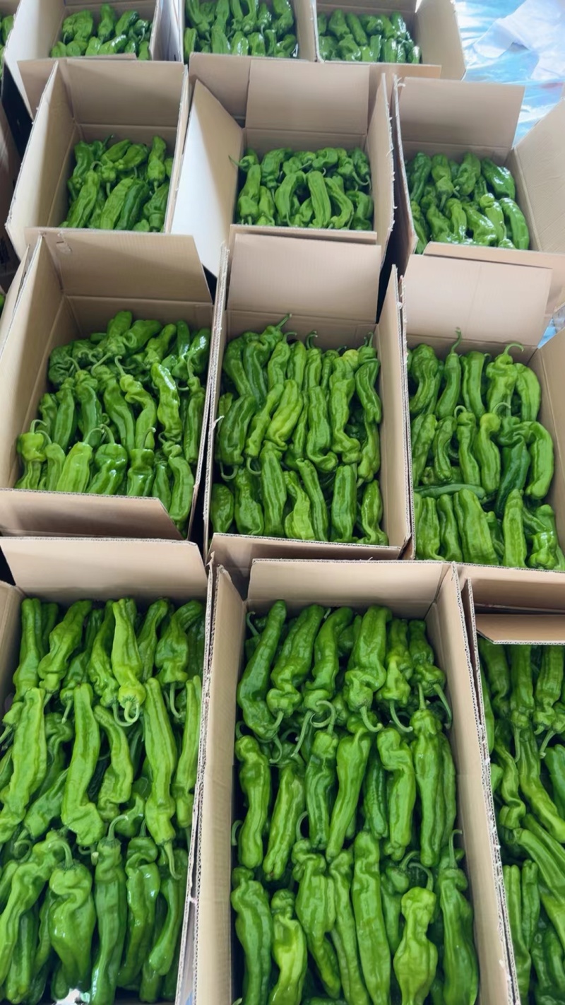 精品芜湖椒产地直发全国，规格齐全，供应各大市场，电商平台