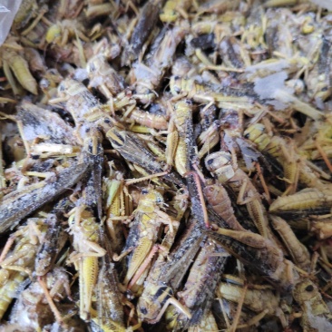 蚂蚱蝗虫东亚飞蝗