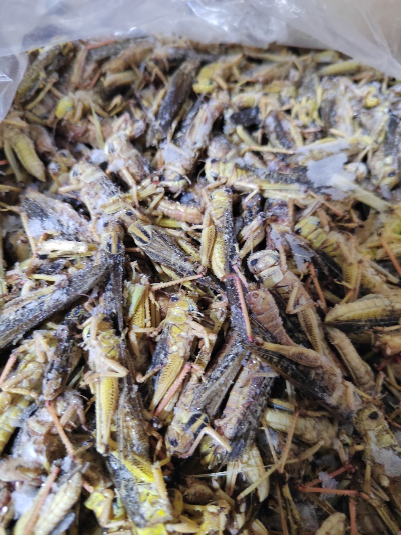 蚂蚱蝗虫东亚飞蝗