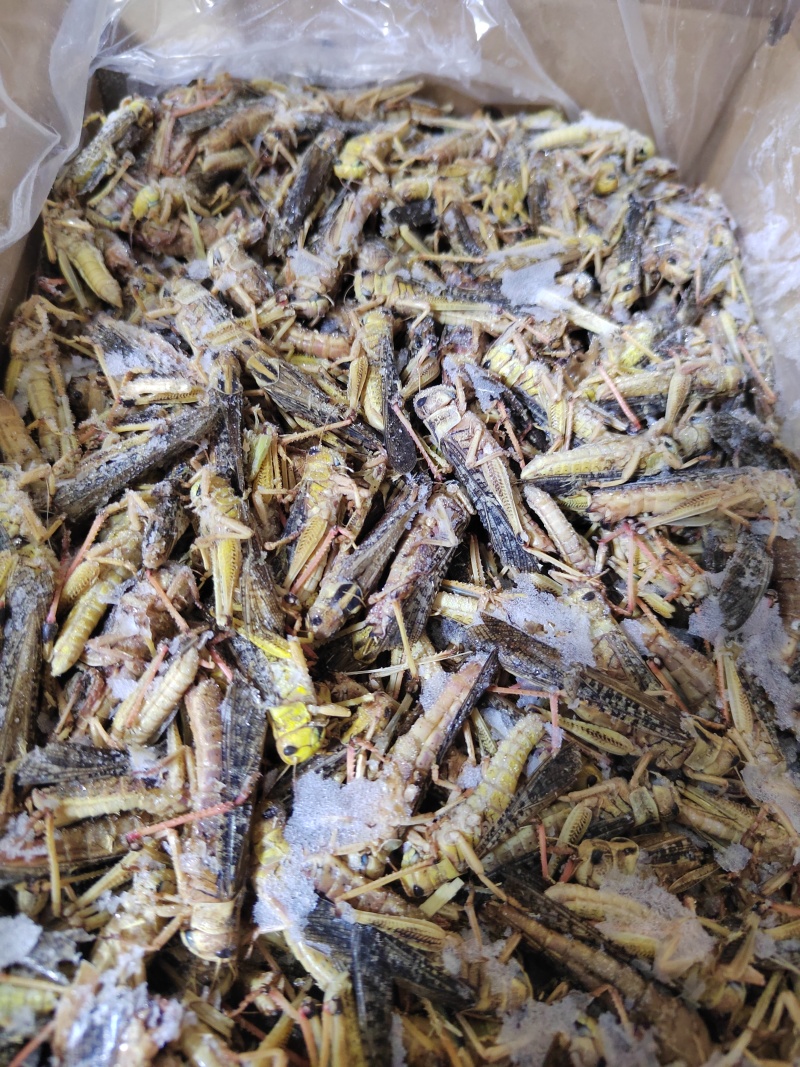 蚂蚱蝗虫东亚飞蝗