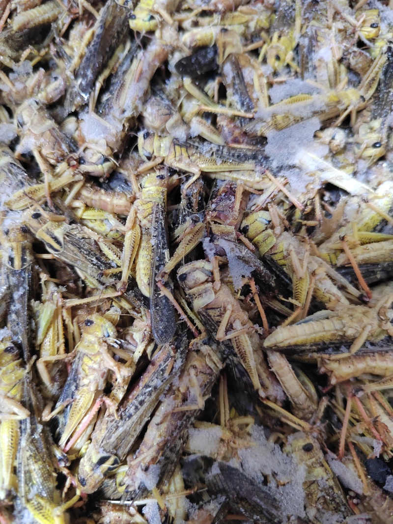 蚂蚱蝗虫东亚飞蝗