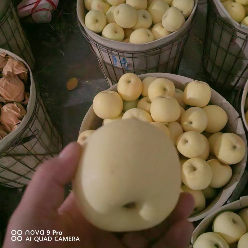 黄金奶油富士精品苹果产地直供品质保障量大优惠
