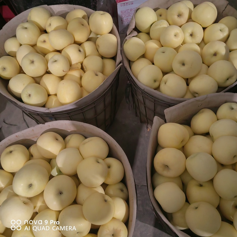 黄金奶油富士精品苹果产地直供品质保障量大优惠