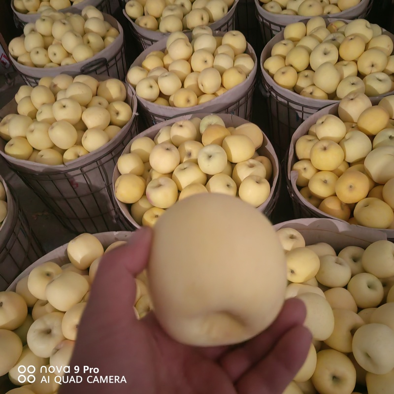 黄金奶油富士精品苹果产地直供品质保障量大优惠