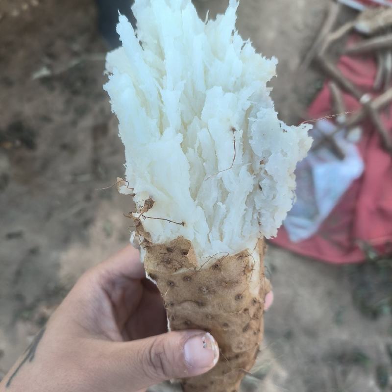 白玉山药