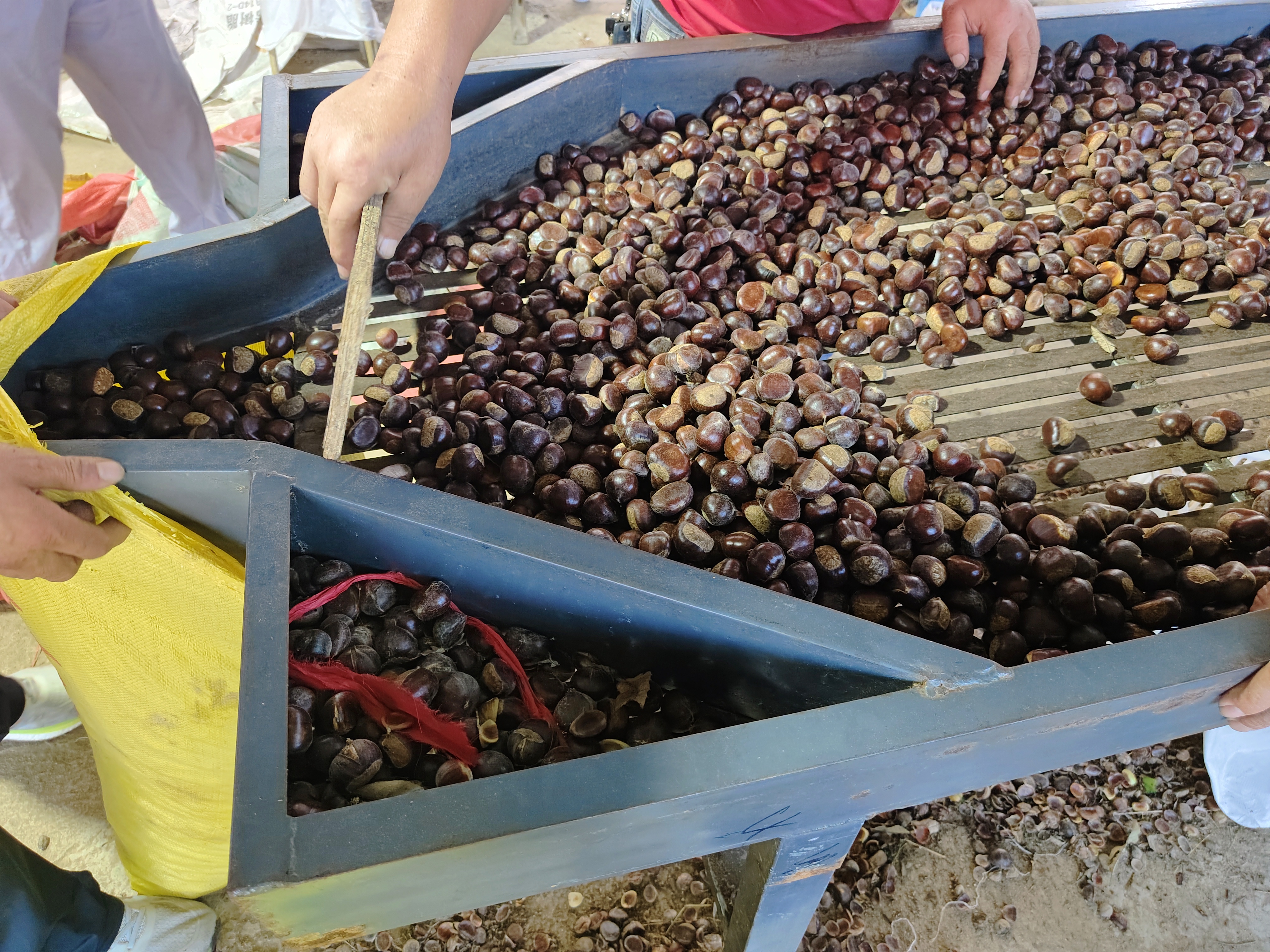 高山锥栗采收与分拣现场