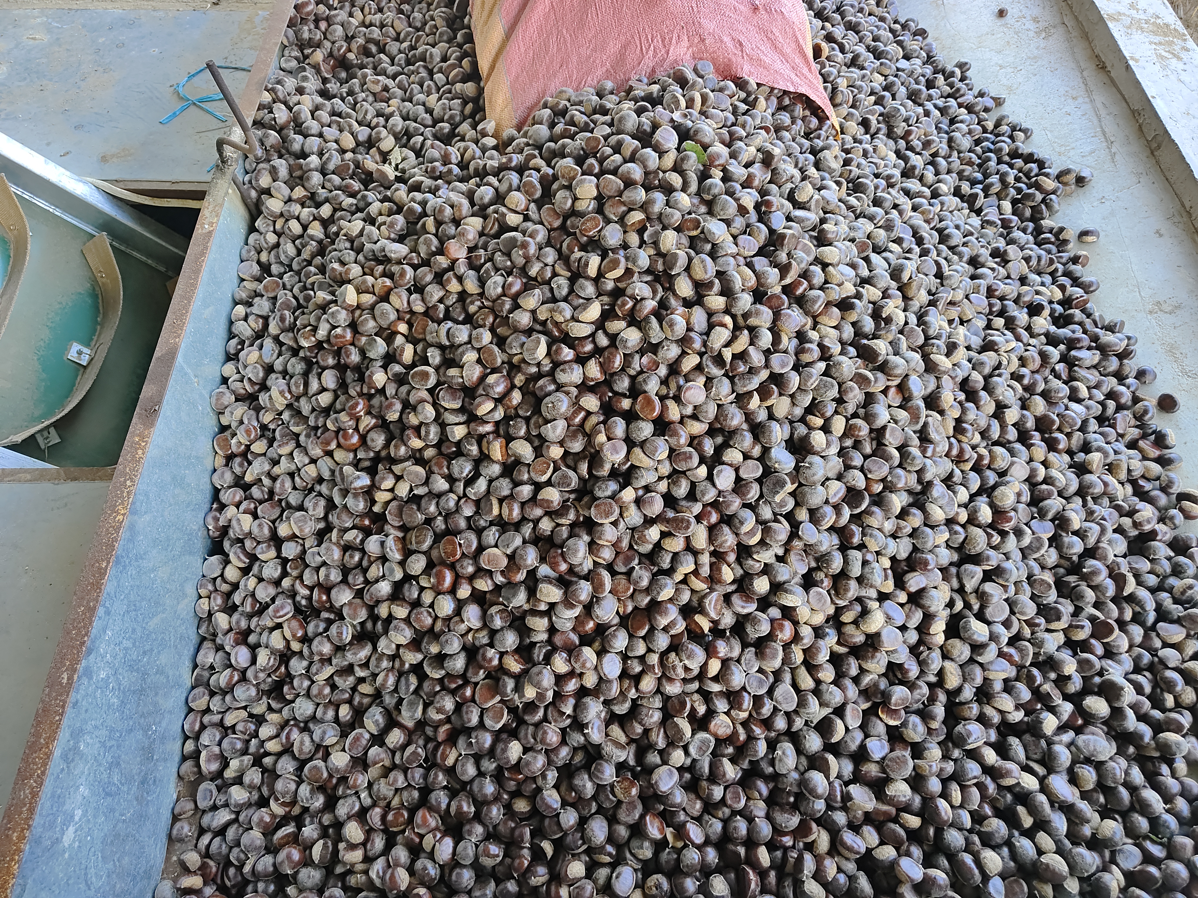 泰安油栗主产区地形与气候分布图