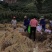 软香大米。