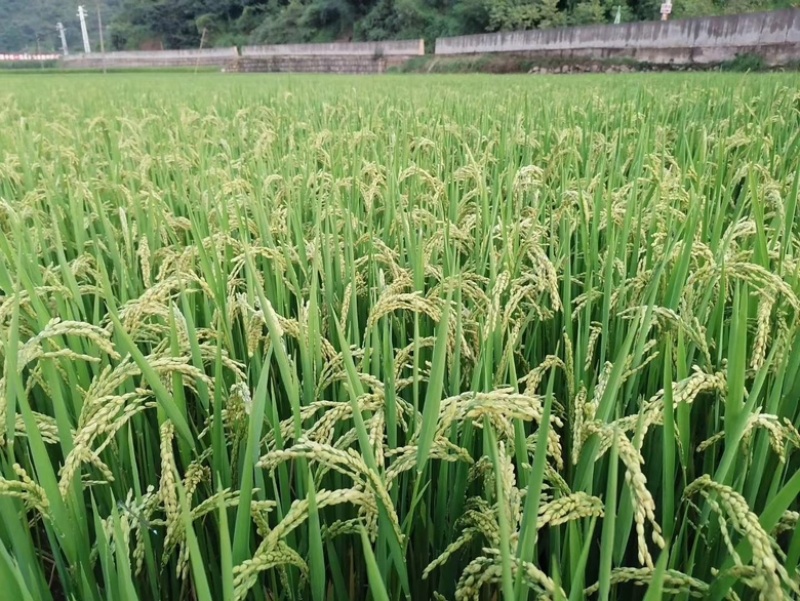 软香大米。
