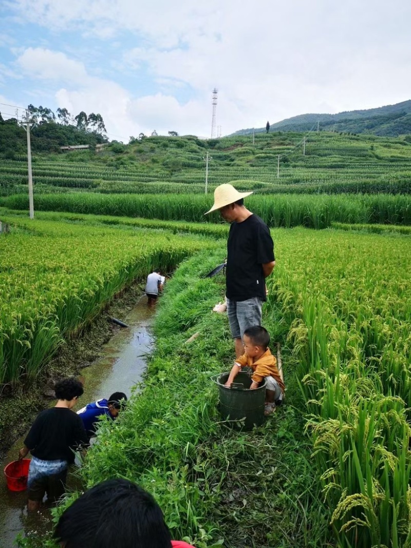 软香大米。