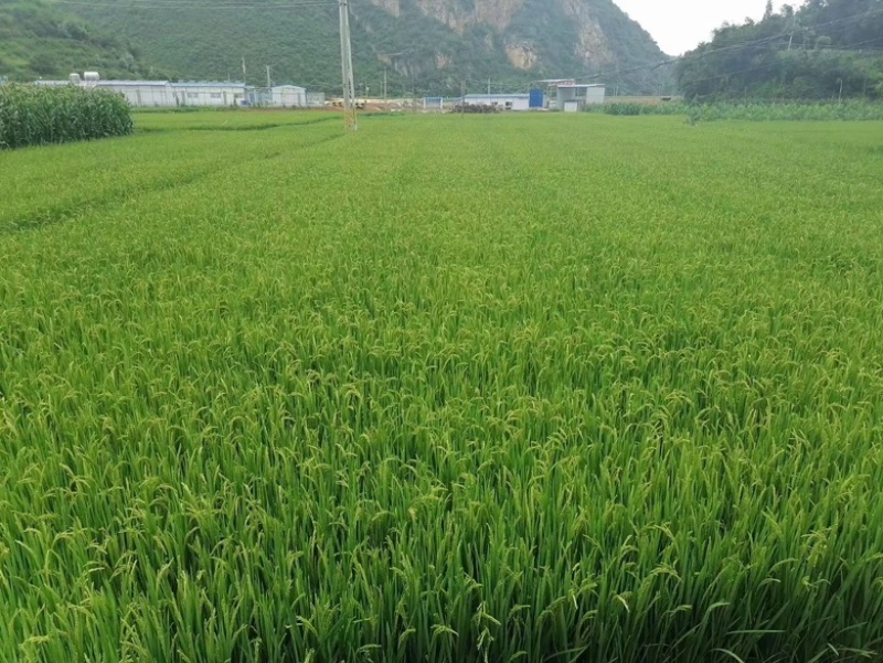 软香大米。