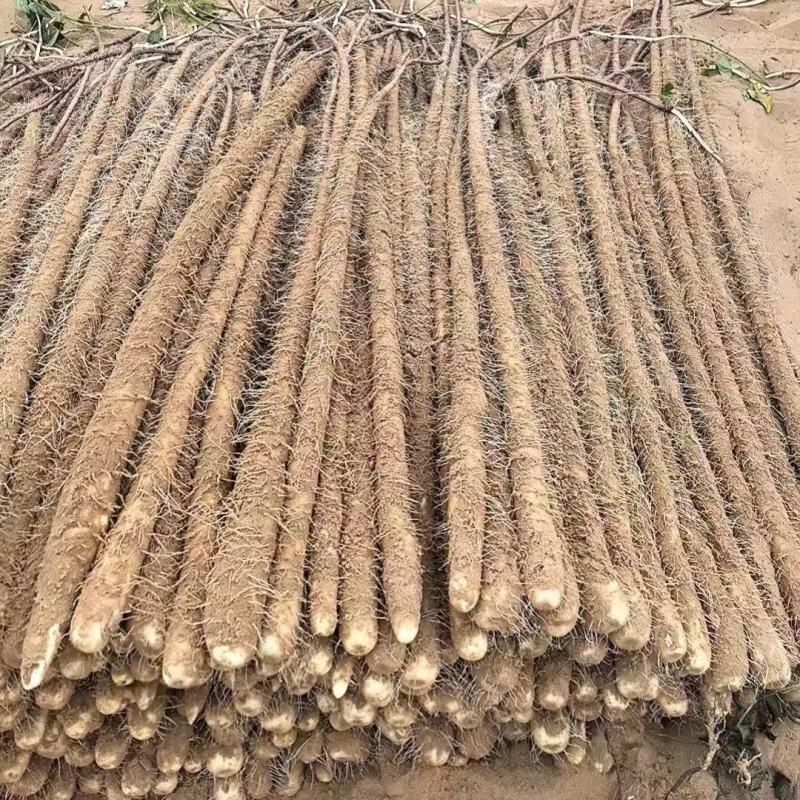 精品榆林铁棍山药新货大量出货欢迎老板联系我