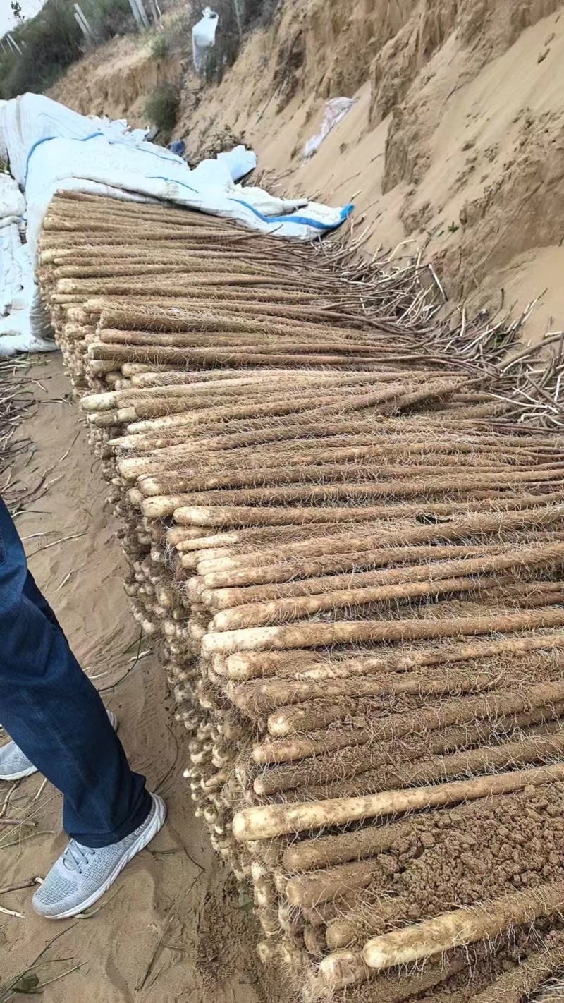 精品榆林铁棍山药新货大量出货欢迎老板联系我