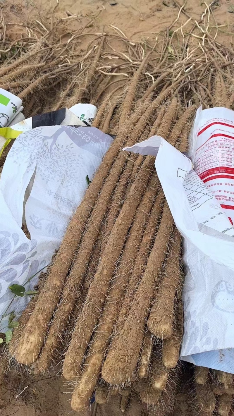 精品榆林铁棍山药新货大量出货欢迎老板联系我
