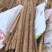精品榆林铁棍山药新货大量出货欢迎老板联系我