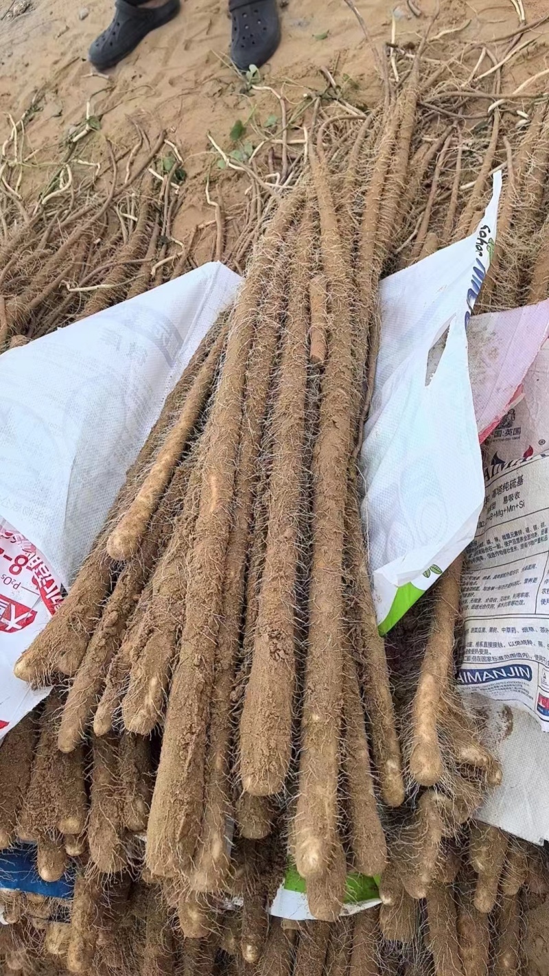 精品榆林铁棍山药新货大量出货欢迎老板联系我