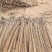精品榆林铁棍山药新货大量出货欢迎老板联系我