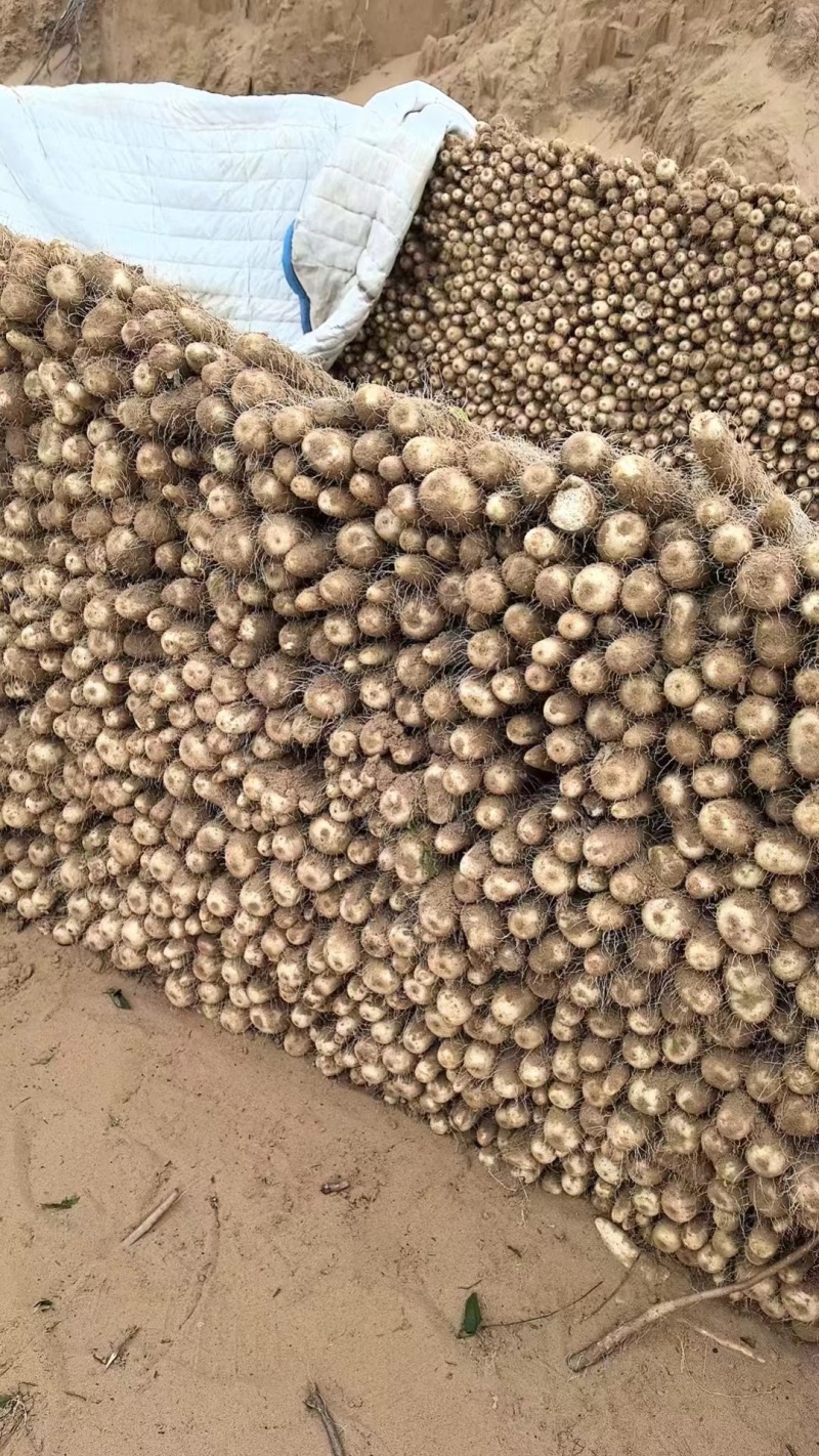精品榆林铁棍山药新货大量出货欢迎老板联系我