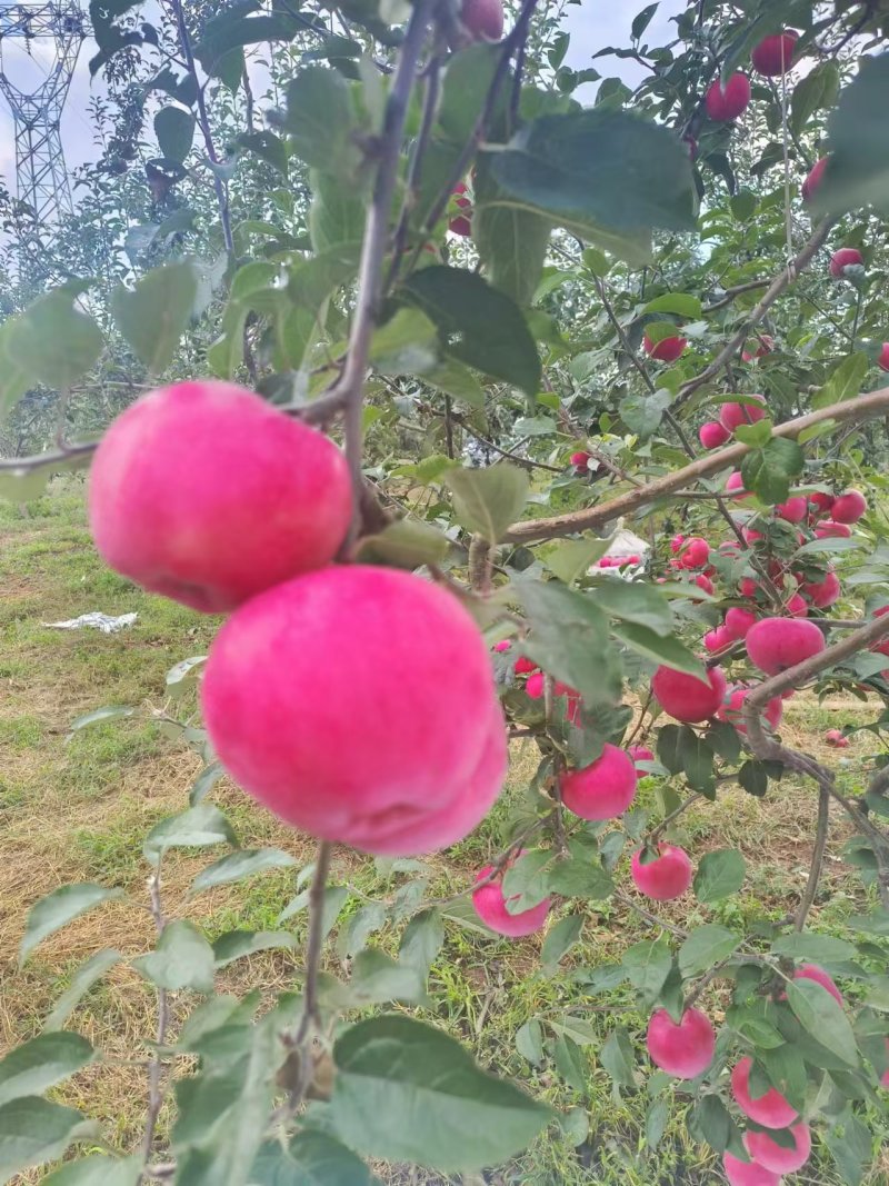 云南昭通新世纪苹果