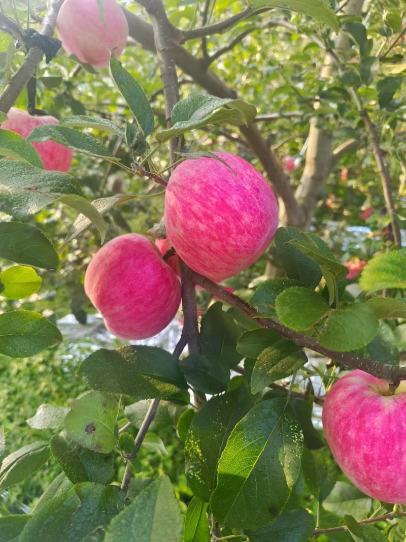 云南昭通新世纪苹果