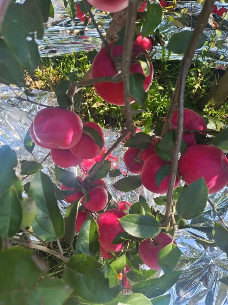 云南昭通新世纪苹果