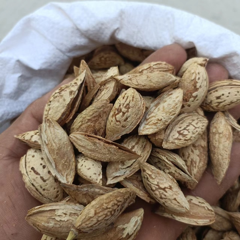 莎车一号薄皮巴旦木