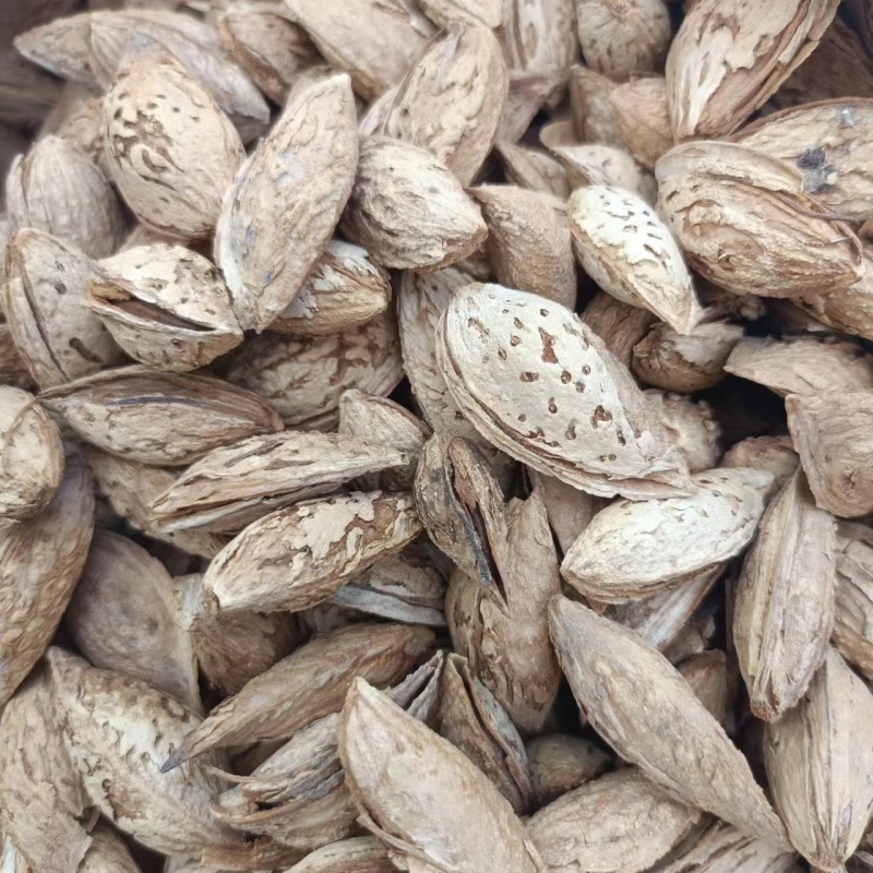 莎车一号薄皮巴旦木
