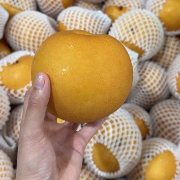 正宗秋月梨