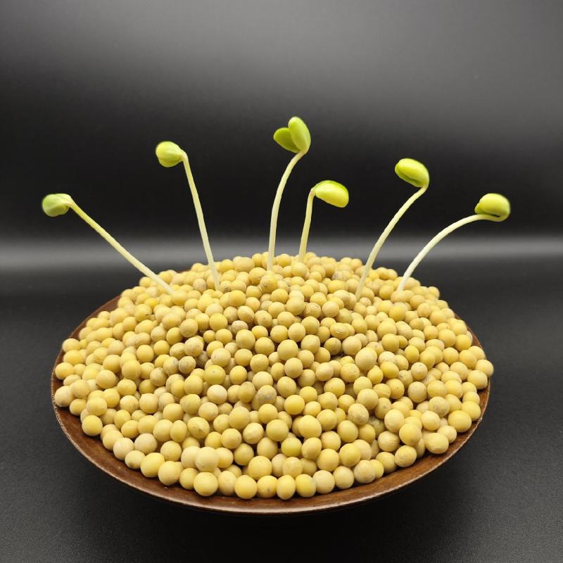 【推荐】东北黄豆芽豆小金黄690