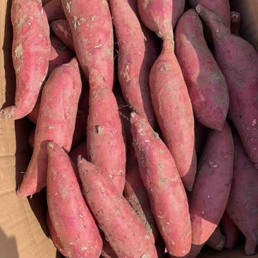 河南开封精品西瓜红大量上市代收代发全国各地保证质量