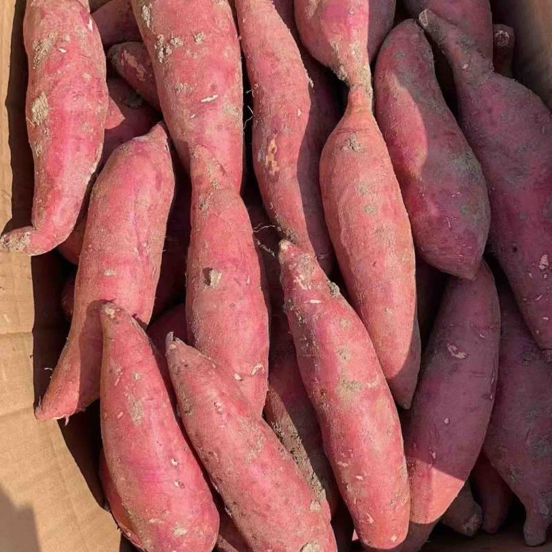 河南开封精品西瓜红大量上市代收代发全国各地保证质量