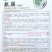 圆西葫芦种子麒麟早熟节节有瓜油亮硬度好产量高抗病