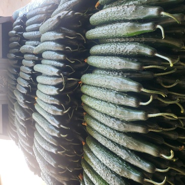 精品黄瓜