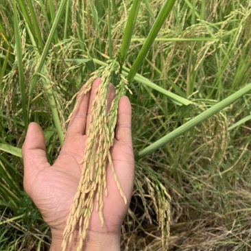 生水稻