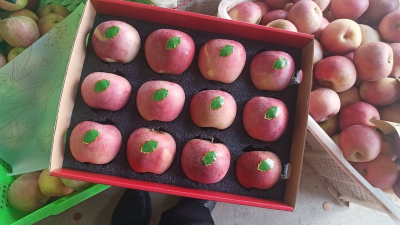 昭通丑苹果红富士