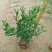 小叶栀子花