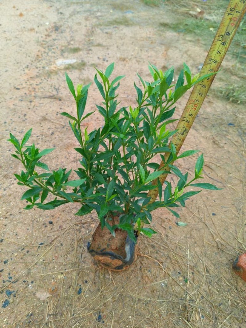 小叶栀子花