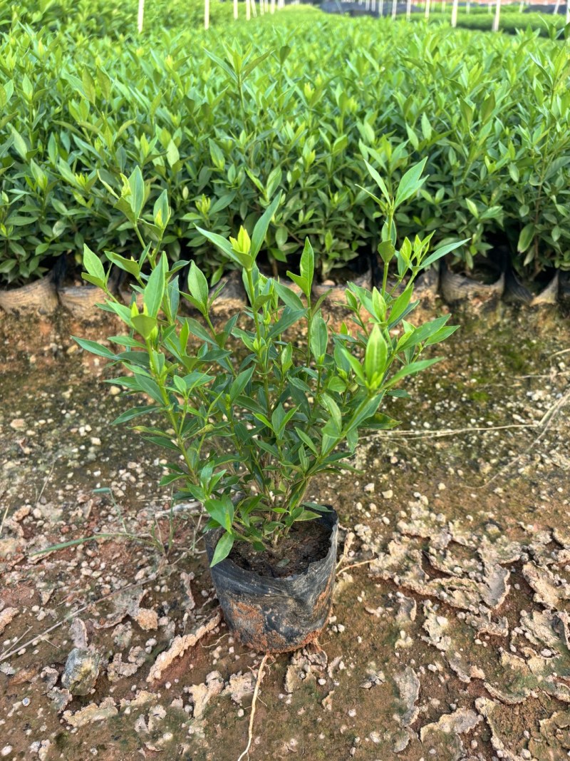 小叶栀子花